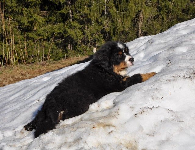 Paulo du domaine des neiges eternelles