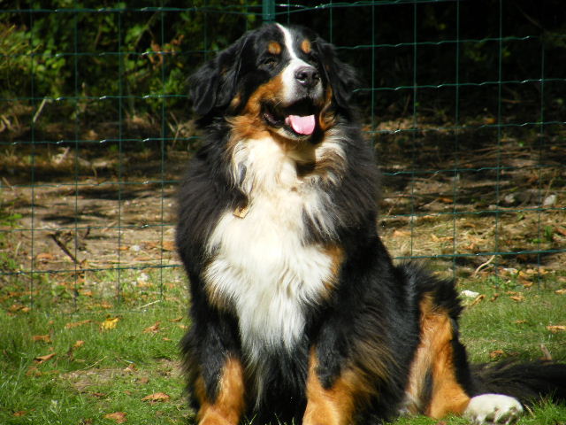 Amona von der kurzenfluh