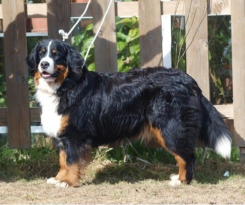 Gwen du domaine des neiges eternelles