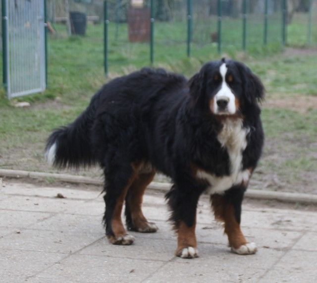 Tess du domaine des neiges eternelles