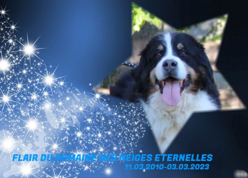 Flair du domaine des neiges eternelles