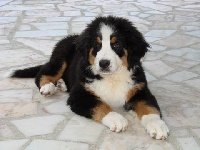 cannelle