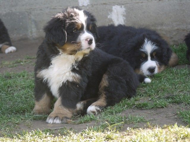 du domaine des neiges eternelles - Bouvier Bernois - Portée née le 24/01/2019