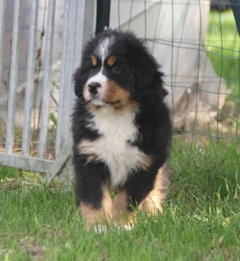CHIOT sans collier  TWIST
